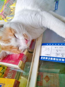 宠物猫店怎么收费