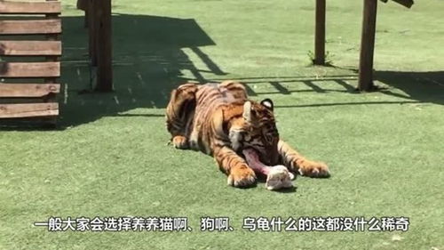 怎么能养老虎当宠物狗呢