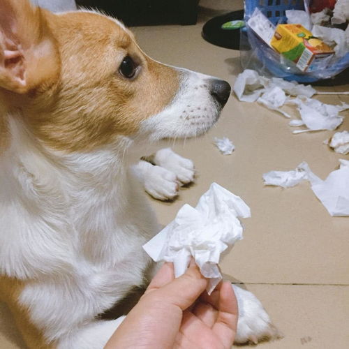 宠物狗不在了怎么处理后事