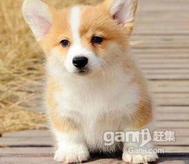 宠物狗怎么养柯基犬好看