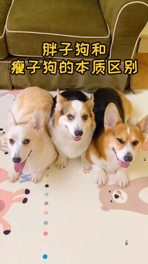 线上宠物狗问诊怎么说的
