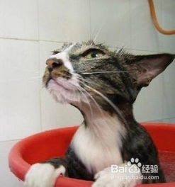 怎么洗宠物猫澡