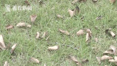 宠物狗吃毒草会怎么样吗