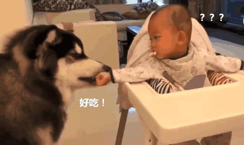 当宠物狗抢零食时怎么办