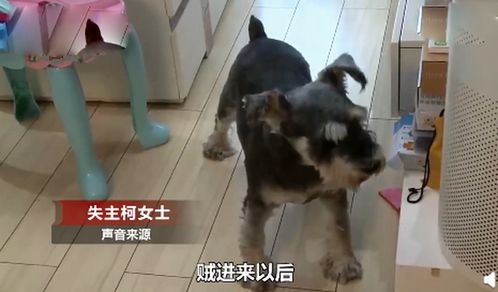 入室欺负宠物狗怎么办呢