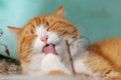 第一次宠物猫怎么养