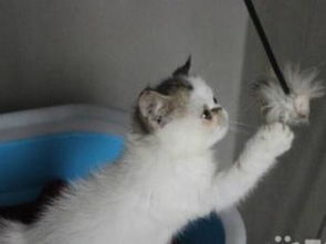 宠物猫怎么驱蚊虫