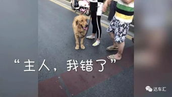 宠物狗撞坏了车怎么办啊