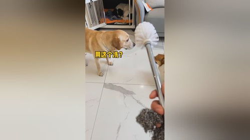 宠物狗清洗手套怎么用的