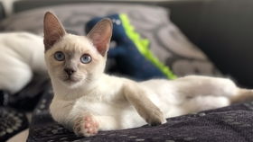 宠物猫怎么洗脸