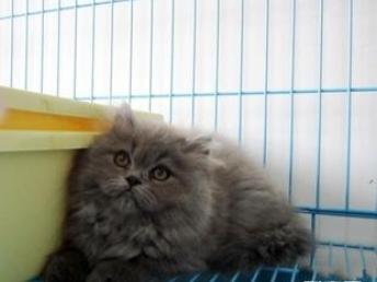 宠物猫托运怎么发