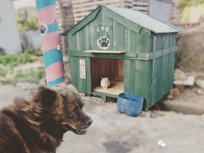 给宠物狗盖房子怎么盖