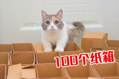 纸盒做的宠物猫怎么做的