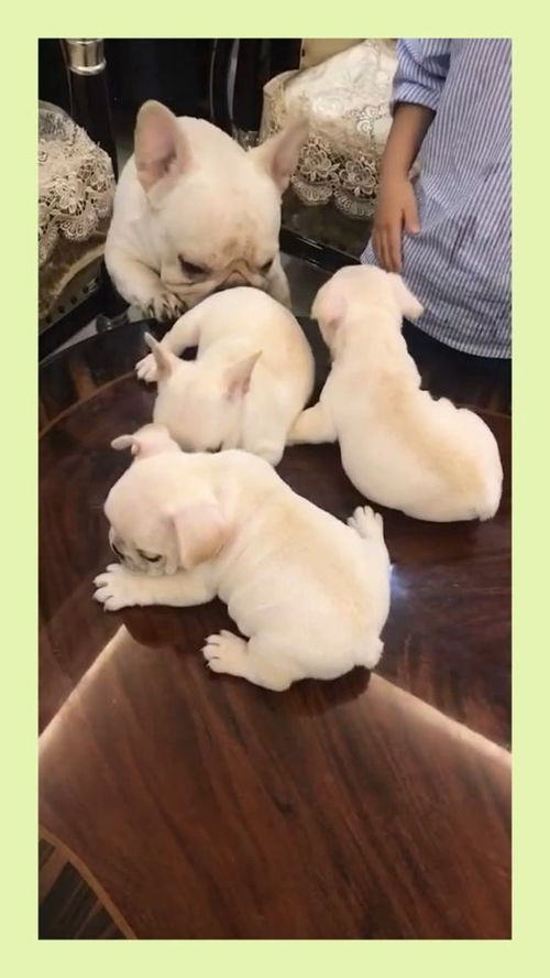 宠物狗刚接回来怎么养好