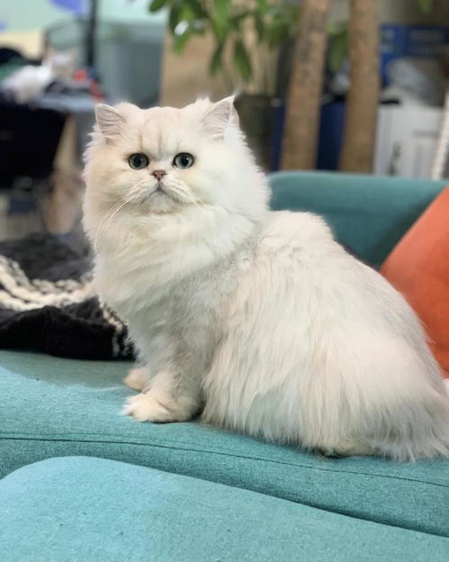 宠物猫拿破仑怎么养