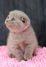 宠物猫怎么喂饭菜