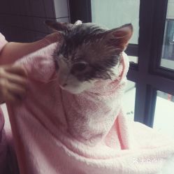 宠物猫怎么洗护