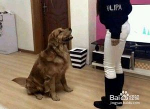 宠物狗老是抓地板怎么办