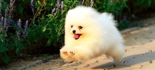 博美怎么养不臭宠物狗呢