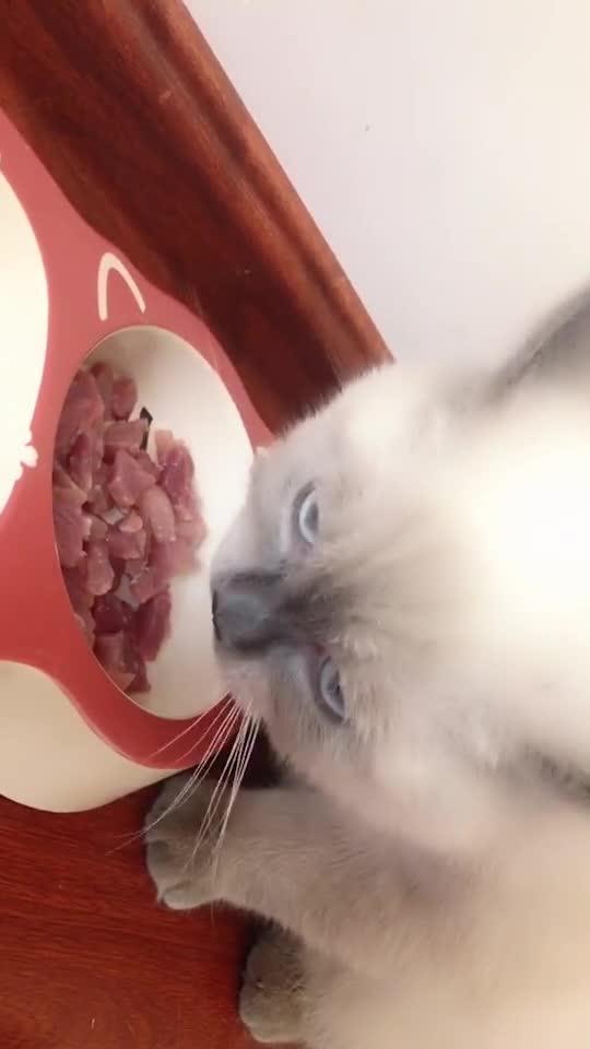 怎么让宠物猫吃生肉