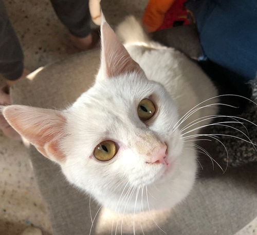 怎么同城送宠物猫