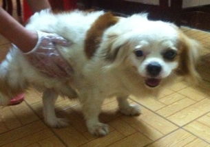 宠物狗的腿瘸了怎么办