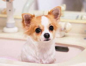 幼犬吃羊奶粉吃多少钱