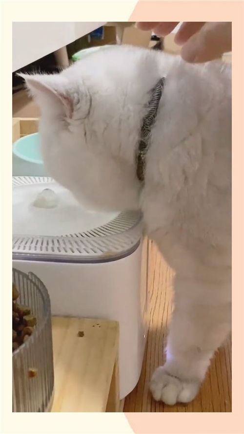 宠物猫喝凉水吗会怎么样