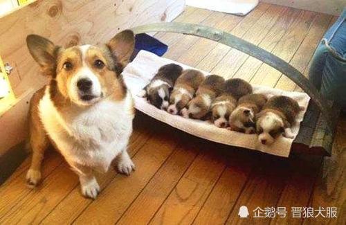 宠物狗自制餐食怎么做的
