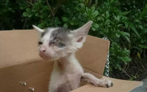宠物猫怎么清理眼睛