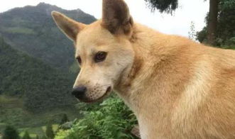 怎么样分辨土狗和宠物狗