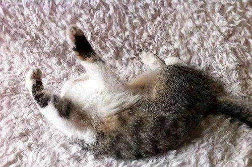 猫一共有多少品种