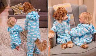 宠物狗篮球鞋衣服怎么穿