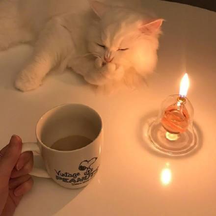 宠物猫生日怎么定义