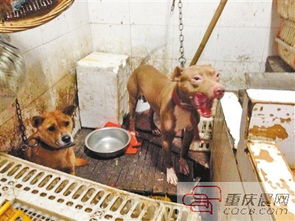 卖宠物狗老被抓怎么办呀