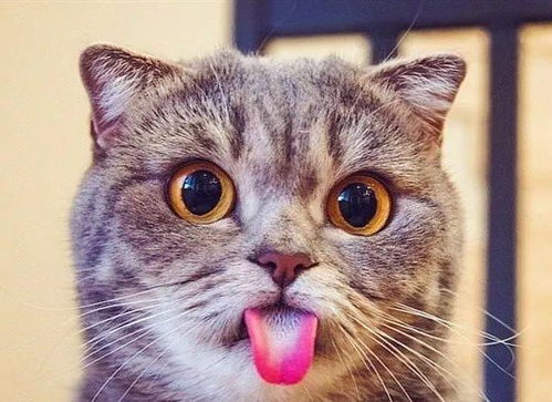 宠物猫怎么才能没有疙瘩