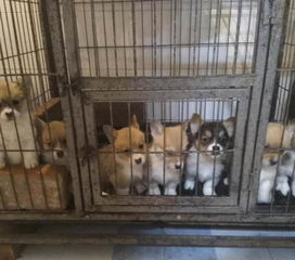 怎么能免费领养宠物狗呢