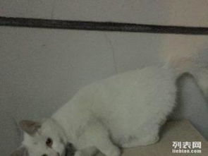 高中生宿舍怎么养宠物猫