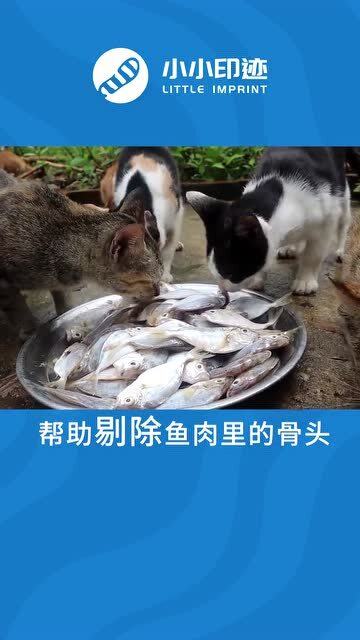 宠物猫不会吃鱼吗怎么办