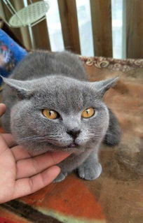 蓝猫宠物猫衣服怎么搭配
