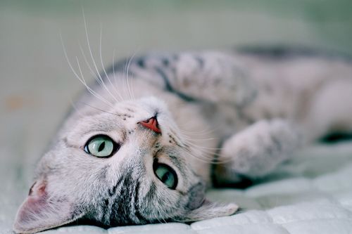 怎么给客户推销宠物猫