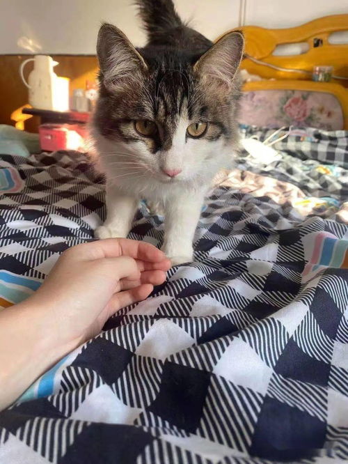 宠物狗与猫打架怎么办啊