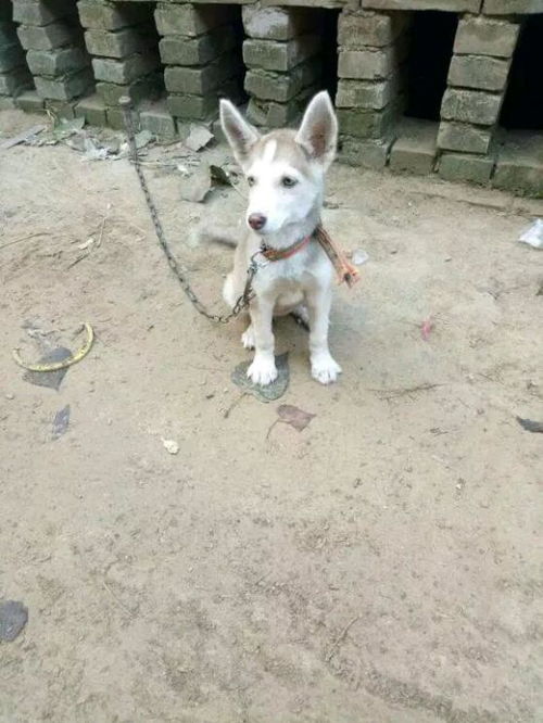 被卖家骗是宠物狗怎么办