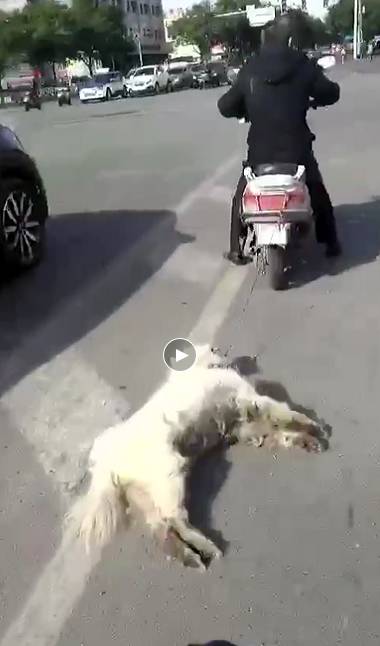 宠物狗上电动车怎么办啊