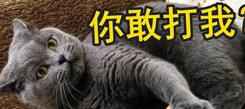 宠物猫被主人打了怎么办