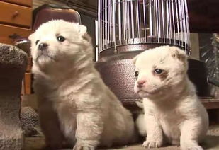 怎么做小狗小猫和宠物狗