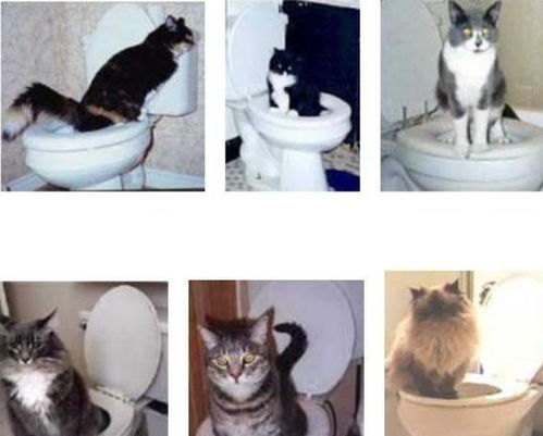 怎么蹲宠物猫车里