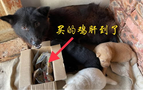 鸡肝怎么弄给宠物狗吃