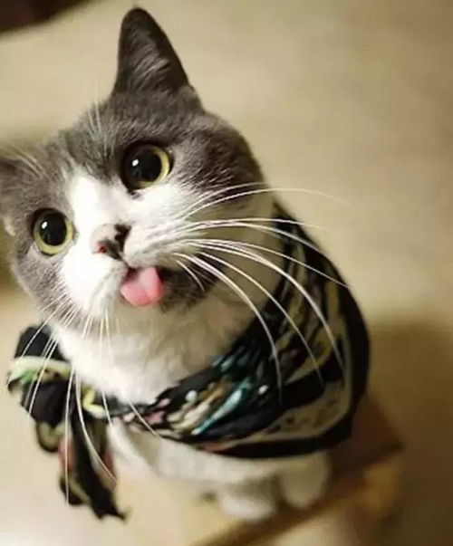 怎么才能获得宠物猫