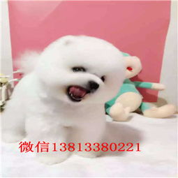 俊杰犬多少钱一只